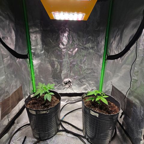 Baba-G 1.1 growlog timeline photo