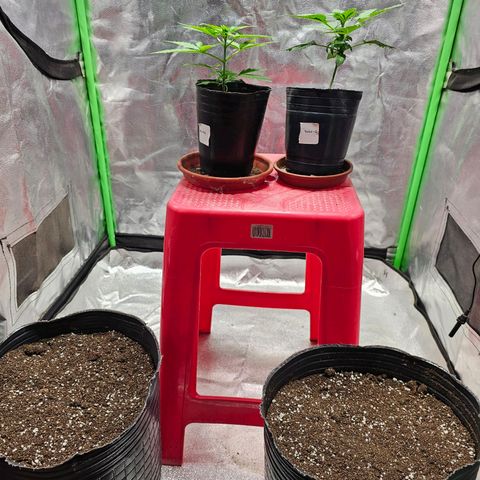 Baba-G 1.1 growlog timeline photo