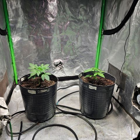 Baba-G 1.1 growlog timeline photo