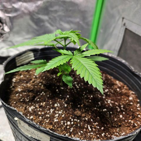Starship 1.1 growlog timeline photo