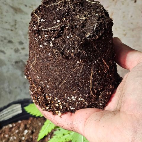 Starship 1.1 growlog timeline photo