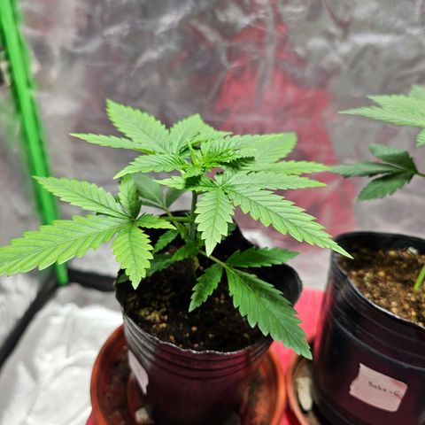 Starship 1.1 growlog timeline photo
