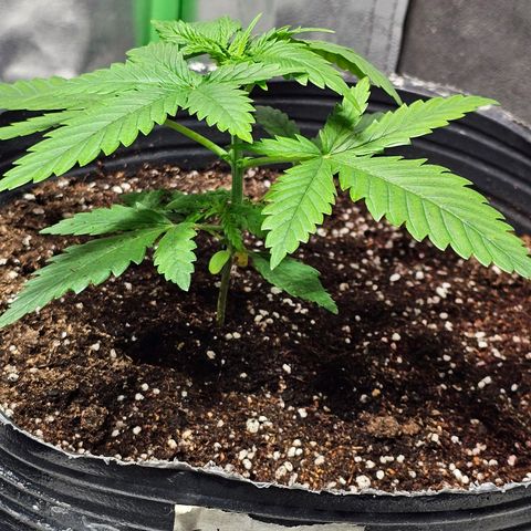 Starship 1.1 growlog timeline photo
