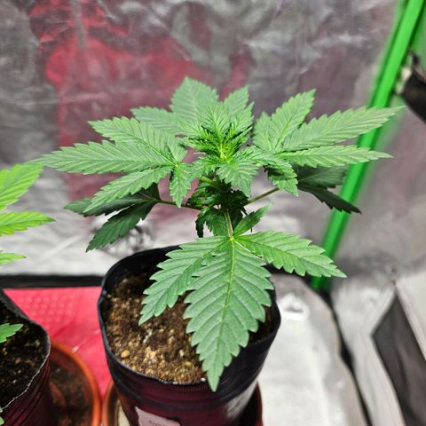 Baba-G 1.1 growlog timeline photo