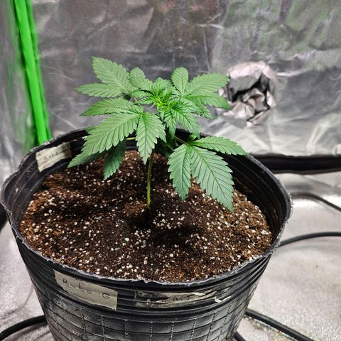 Baba-G 1.1 growlog timeline photo