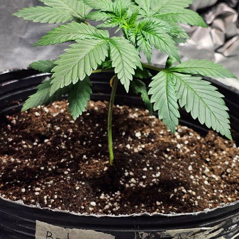 Baba-G 1.1 growlog timeline photo