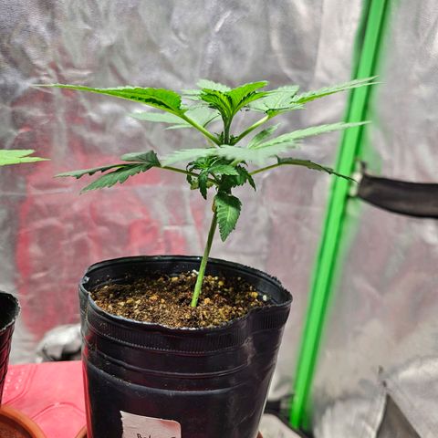 Baba-G 1.1 growlog timeline photo