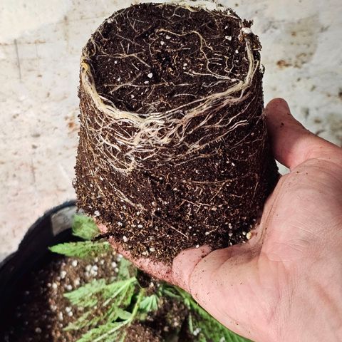 Baba-G 1.1 growlog timeline photo