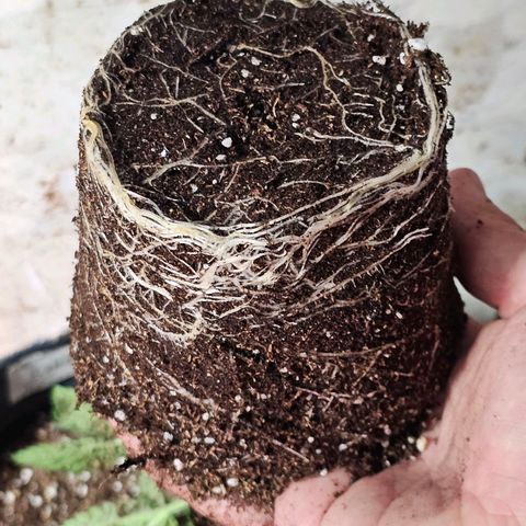 Baba-G 1.1 growlog timeline photo