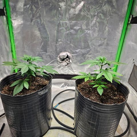 Baba-G 1.1 growlog timeline photo