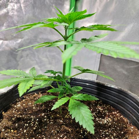 Starship 1.1 growlog timeline photo