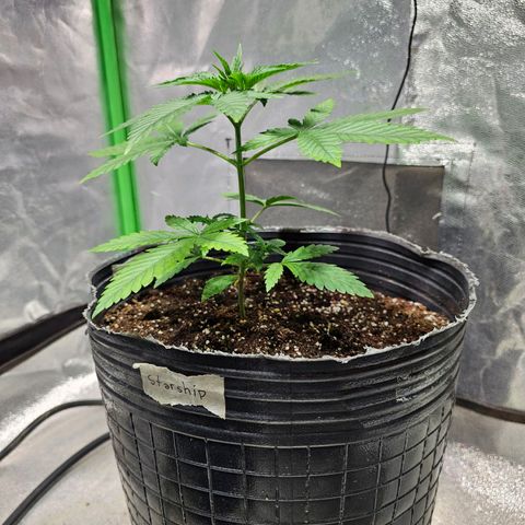 Starship 1.1 growlog timeline photo