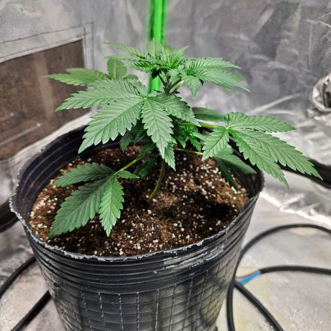 Baba-G 1.1 growlog timeline photo