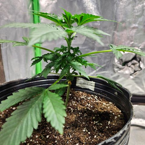 Baba-G 1.1 growlog timeline photo