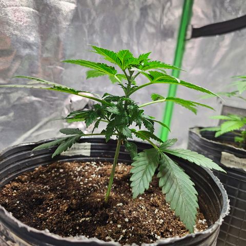 Baba-G 1.1 growlog timeline photo