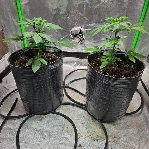 Baba-G 1.1 growlog timeline photo