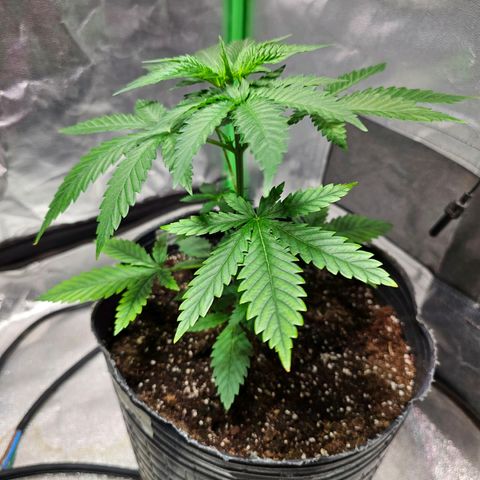 Starship 1.1 growlog timeline photo