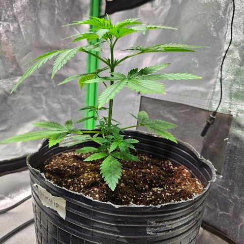 Starship 1.1 growlog timeline photo