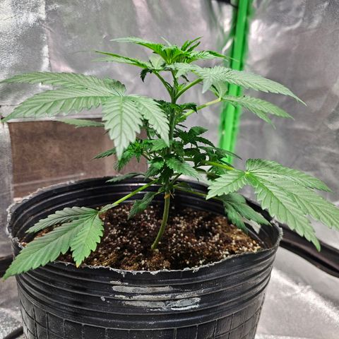 Baba-G 1.1 growlog timeline photo