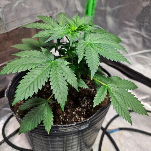 Baba-G 1.1 growlog timeline photo