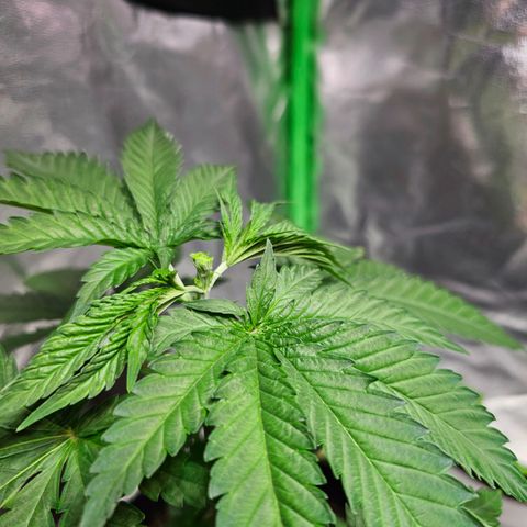 Starship 1.1 growlog timeline photo