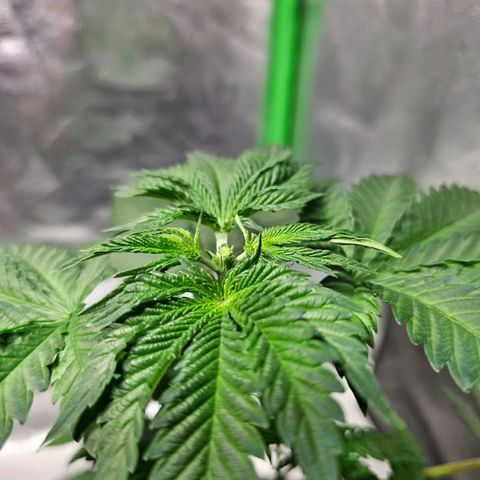 Baba-G 1.1 growlog timeline photo