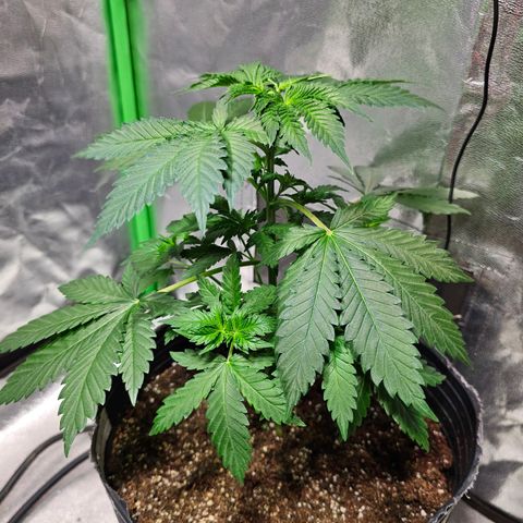 Baba-G 1.1 growlog timeline photo