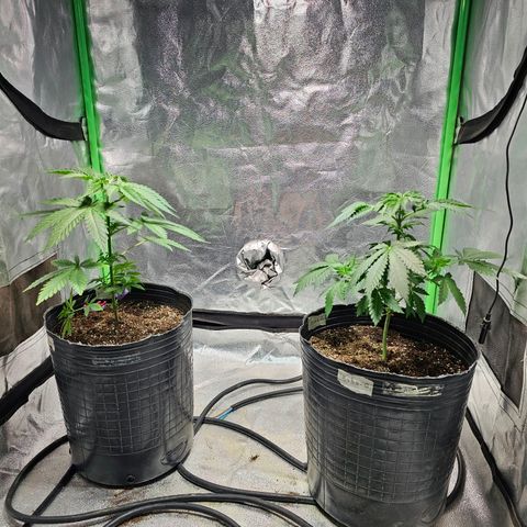 Baba-G 1.1 growlog timeline photo