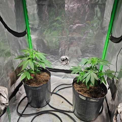 Baba-G 1.1 growlog timeline photo