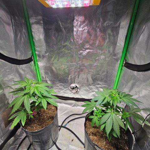 Baba-G 1.1 growlog timeline photo