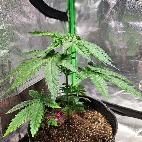 Starship 1.1 growlog timeline photo