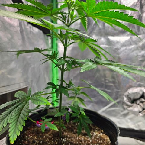 Starship 1.1 growlog timeline photo