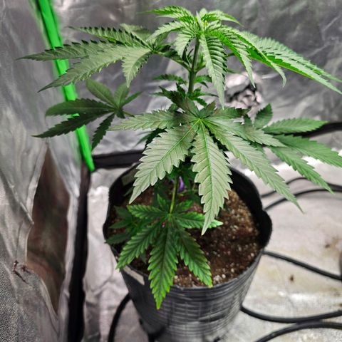 Starship 1.1 growlog timeline photo