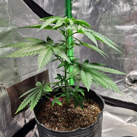 Starship 1.1 growlog timeline photo