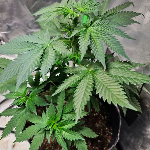 Baba-G 1.1 growlog timeline photo