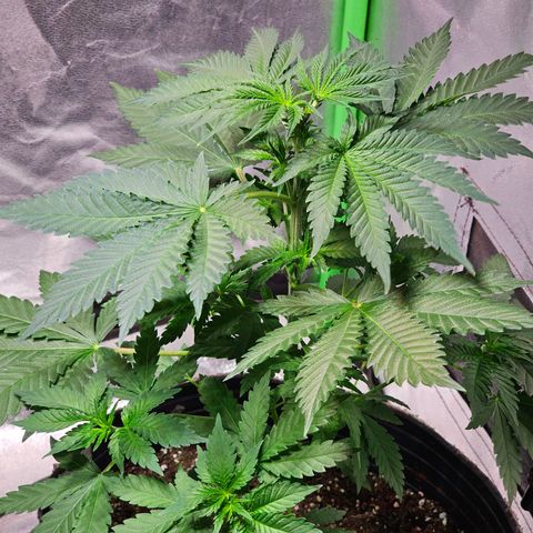 Baba-G 1.1 growlog timeline photo