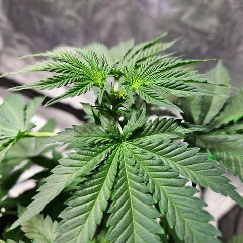Baba-G 1.1 growlog timeline photo