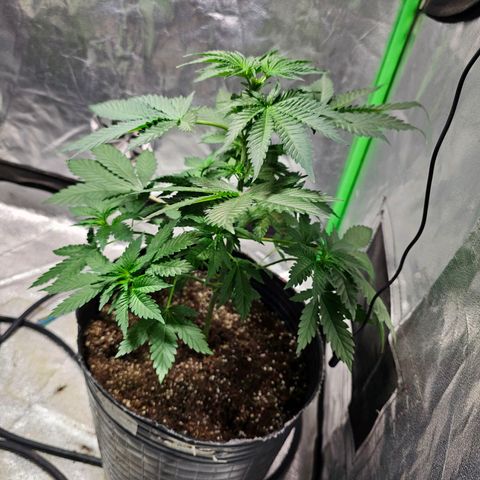 Baba-G 1.1 growlog timeline photo