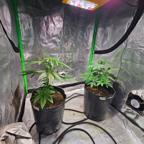 Baba-G 1.1 growlog timeline photo