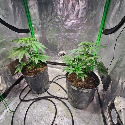 Baba-G 1.1 growlog timeline photo