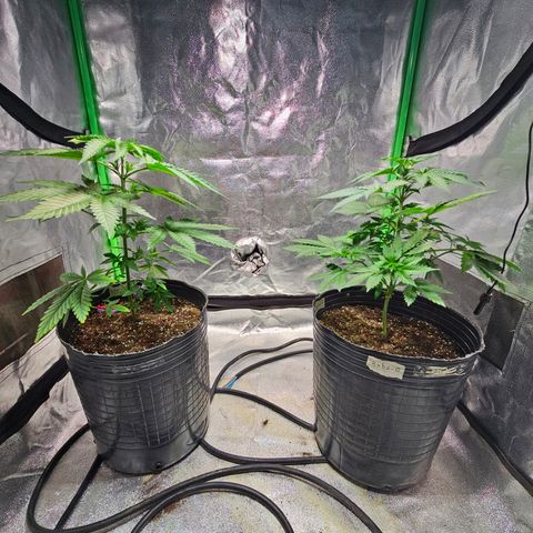 Baba-G 1.1 growlog timeline photo