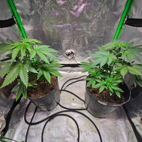 Baba-G 1.1 growlog timeline photo