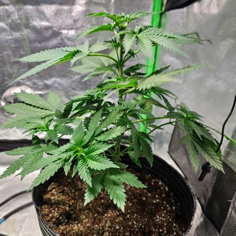 Baba-G 1.1 growlog timeline photo