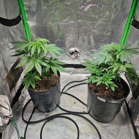 Baba-G 1.1 growlog timeline photo
