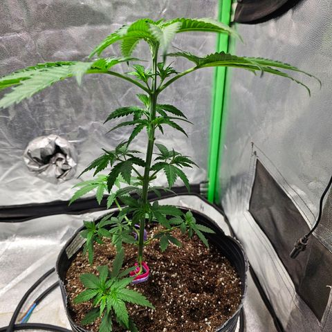 Starship 1.1 growlog timeline photo