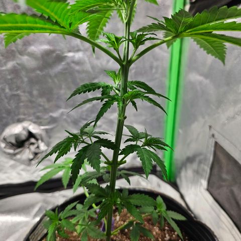 Starship 1.1 growlog timeline photo