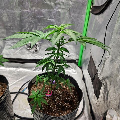 Starship 1.1 growlog timeline photo