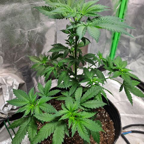 Baba-G 1.1 growlog timeline photo