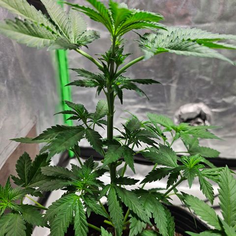 Baba-G 1.1 growlog timeline photo