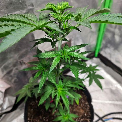 Starship 1.1 growlog timeline photo